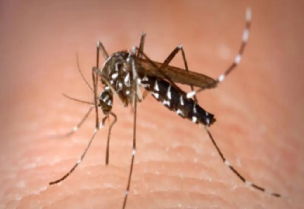 Un prim caz de infecție cu West Nile în județul Galați