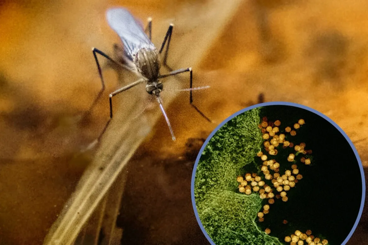 Virusul West Nile în România: 117 cazuri și 7 decese în perioada iunie-septembrie