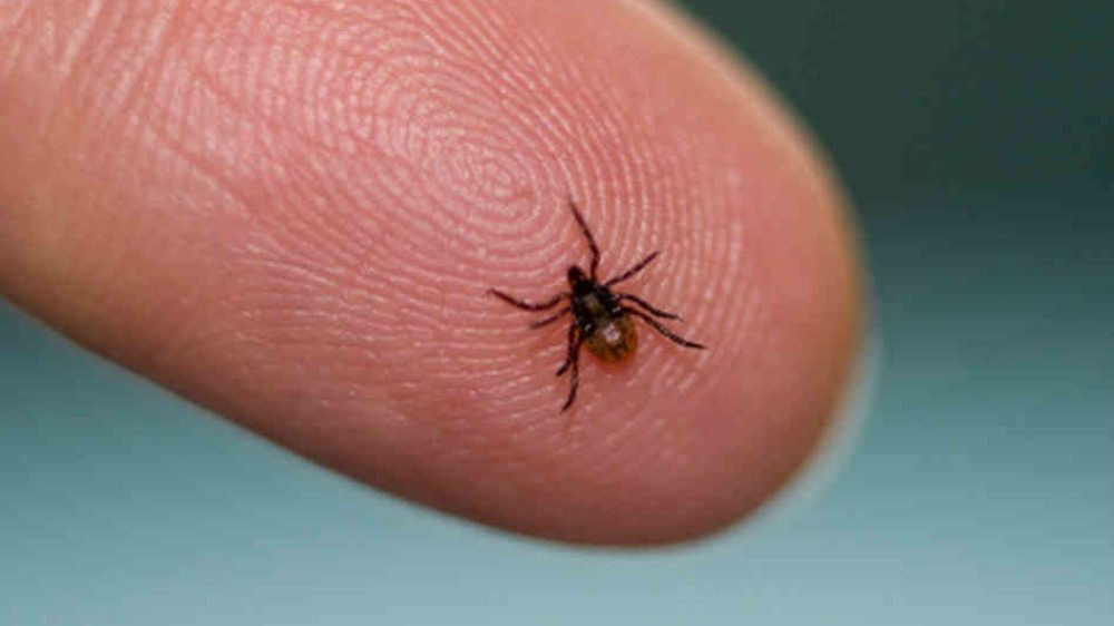 Crește numărul cazurilor de mușcături de căpușe la Buzău. Medicii trag un semnal de alarmă