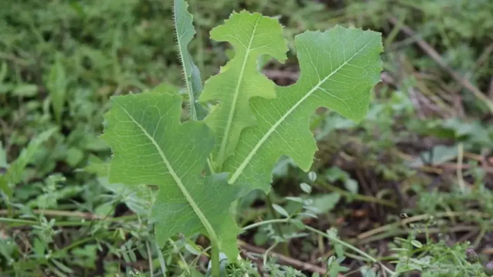 Planta care calma durerile înainte să existe pastilele. Era numită „opiul săracului”