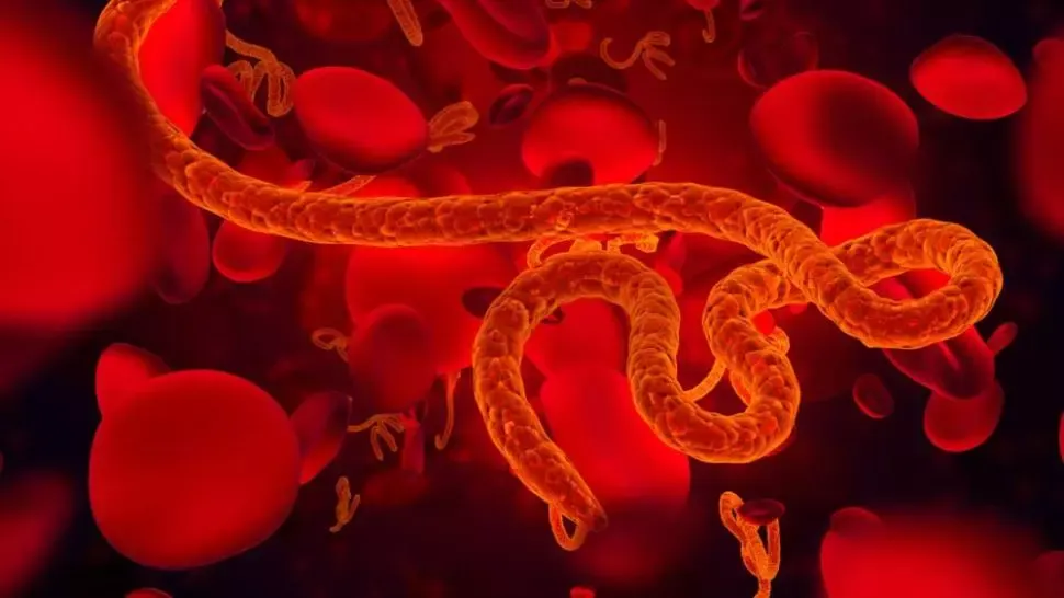 OMS începe săptămâna viitoare primul studiu clinic anti-Ebola în Congo. Două antivirale, testate pe pacienți