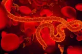 OMS începe săptămâna viitoare primul studiu clinic anti-Ebola în Congo. Două antivirale, testate pe pacienți