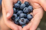 Superalimentul care protejează inima. De ce afinele sunt alegerea perfectă pentru deserturi fără zahăr