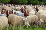 În judeţul Constanţa, autorităţile intervin pentru lichidarea unor focare de variolă ovină şi caprină