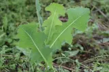 Planta care calma durerile înainte să existe pastilele. Era numită „opiul săracului”