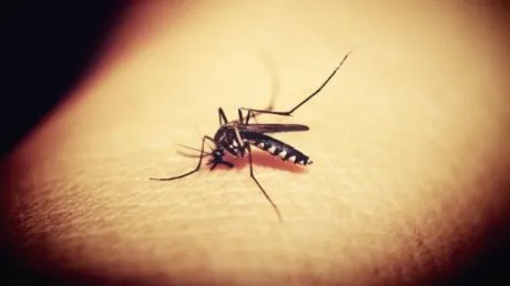 Infectări West Nile
