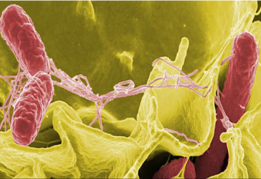 Ce este Salmonella? Cauza celor mai răspândite toxiinfecții alimentare
