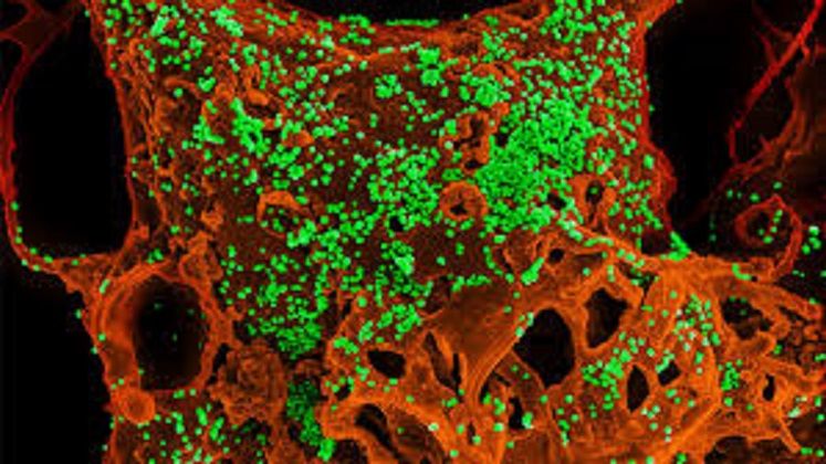 supravietuire_coronavirus