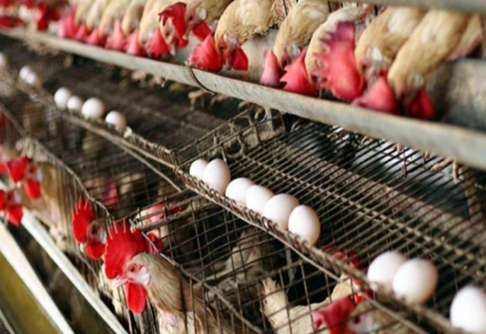 Avertisment teribil de la cercetătorii francezi! Gripa aviară ar putea aduce o pandemie mult mai rea decât COVID-19