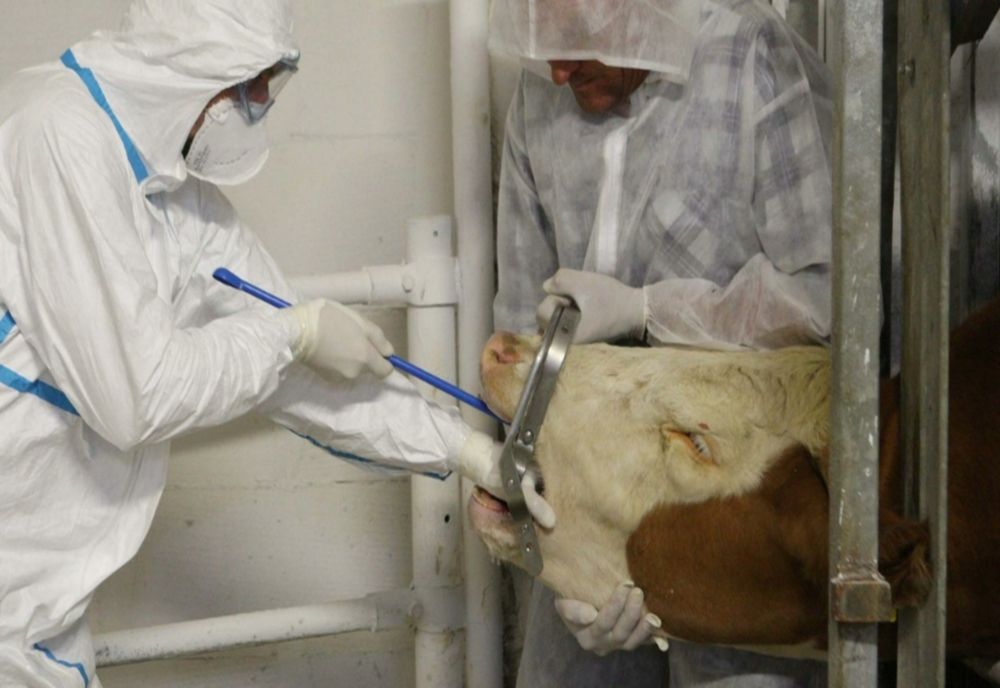 CE ESTE ANTRAXUL ȘI DE CE ESTE O BOALĂ PERICULOASĂ? SIMPTOME, TRANSMITERE ȘI METODE DE PREVENȚIE 