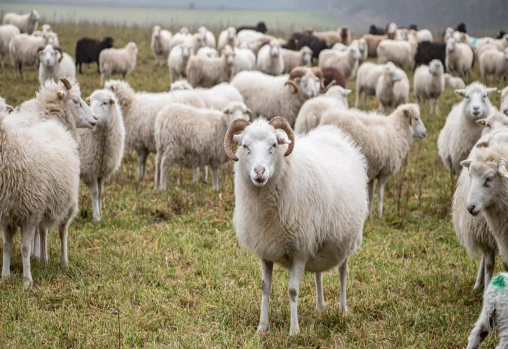 FOCAR DE ANTRAX CONFIRMAT ÎN JUDEȚUL VRANCEA. PROPRIETARUL FERMEI, INTERNAT ÎN SPITAL 