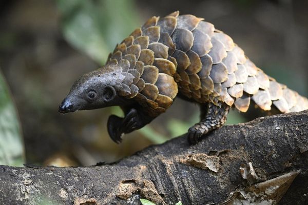 STUDIU: Noul virus SARS-CoV-2 nu s-a transmis de la pangolini direct la oameni