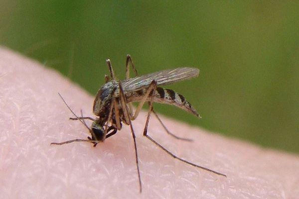 Virusul West Nile, simptome și tratament