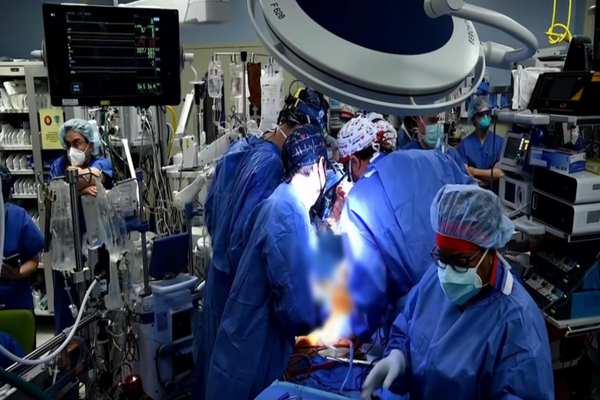 Premieră mondială în medicină - Inimă de porc, transplantată cu succes în corpul unui om
