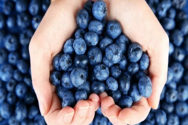 O doză zilnică de afine ar putea îmbunătăți sănătatea creierului și a inimii