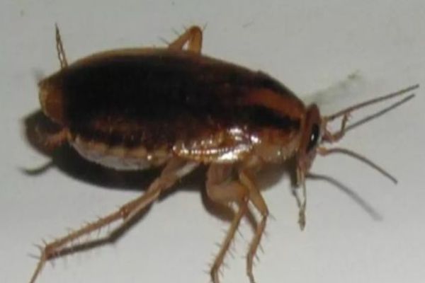 Saloanele Spitalulului Județean de Urgență din Slatina, pline de gândaci - FOTO