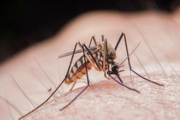Virusul West Nile a mai făcut o victimă în România