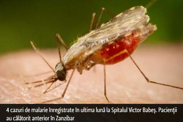 4 cazuri de malarie înregistrate în ultima lună la Spitalul Victor Babeş