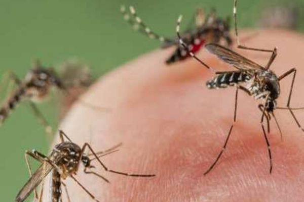 CREȘTERE A CAZURILOR DE INFECȚIE CU VIRUSUL WEST NILE ÎN ROMÂNIA 
