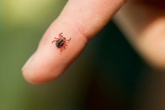 O alergie care pune viața în pericol, cauzată de mușcăturile de căpușe