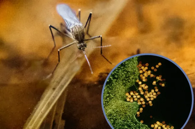 Virusul West Nile în România: 117 cazuri și 7 decese în perioada iunie-septembrie