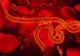 OMS începe săptămâna viitoare primul studiu clinic anti-Ebola în Congo. Două antivirale, testate pe pacienți