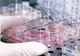 OMS a declarat stare de urgență la nivel global, în urma epidemiei de coronavirus