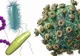 Bacteriile super-rezistente la antibiotice ucid anual zeci de mii de oameni