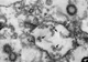 A fost descoperită o nouă tulpină de coronavirus. Oamenii de știință spun că ar putea fi mai contagioasă decât cea originală.