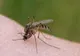 Virusul West Nile, simptome și tratament