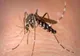 Un prim caz de infecție cu West Nile în județul Galați