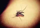 INSP: 13 CAZURI DE INFECŢIE CU VIRUSUL WEST NILE, ÎNREGISTRATE DE LA ÎNCEPUTUL LUNII IUNIE