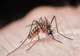 Virusul West Nile a mai făcut o victimă în România