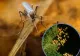 Virusul West Nile în România: 117 cazuri și 7 decese în perioada iunie-septembrie